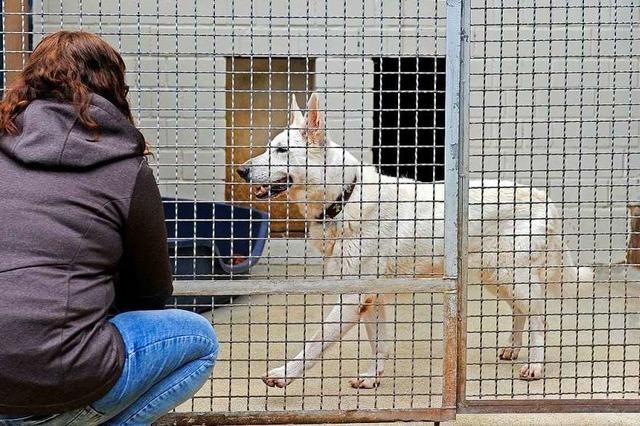 Viele Tierfreunde kommen zum Tierheimfest