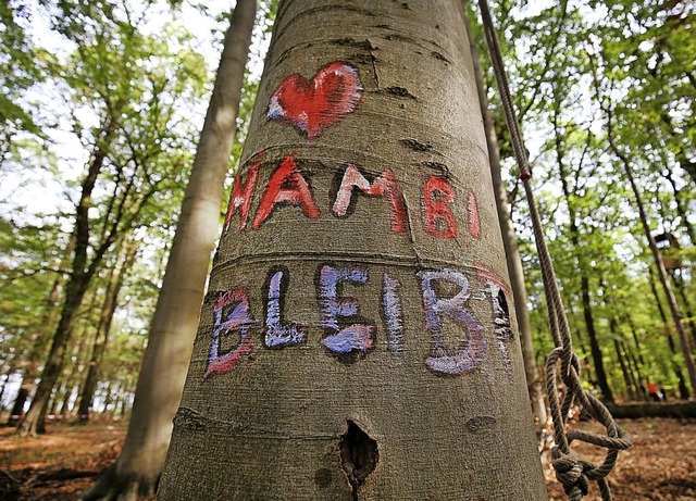 Hambi bleibt steht auf diesem Baum im ...it dem Widerstand gegen die Abholzung.  | Foto: Oliver Berg (dpa)