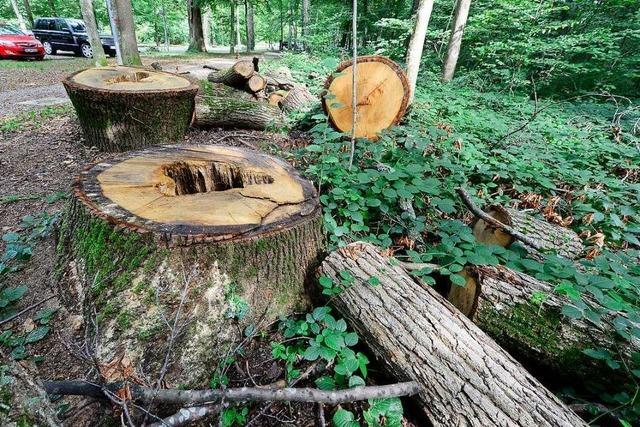 Bürgerverein und Fridays for Future kritisieren Abholzung am Eugen-Keidel-Bad
