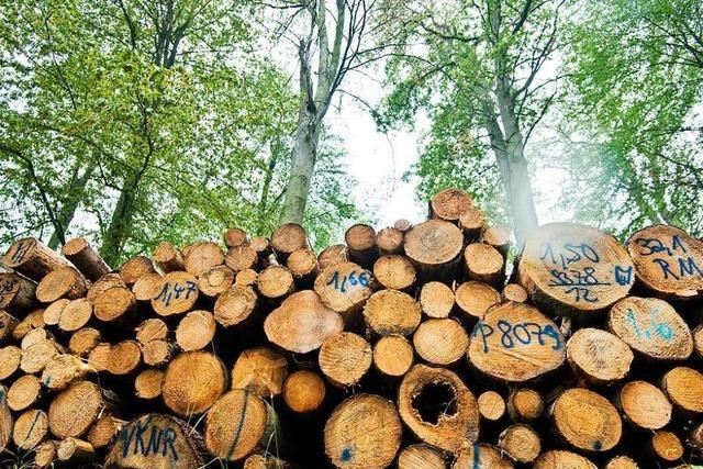 Welche Mglichkeiten es gibt, den Wald im Landkreis zu retten