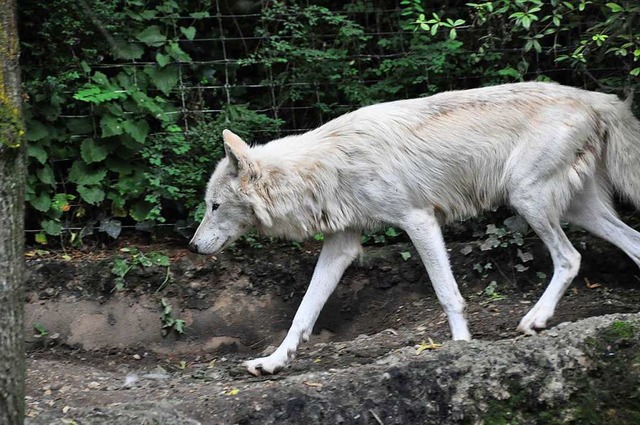 Ein Wolf im Basler Zoo (Archivbild)  | Foto: Daniel Gramespacher