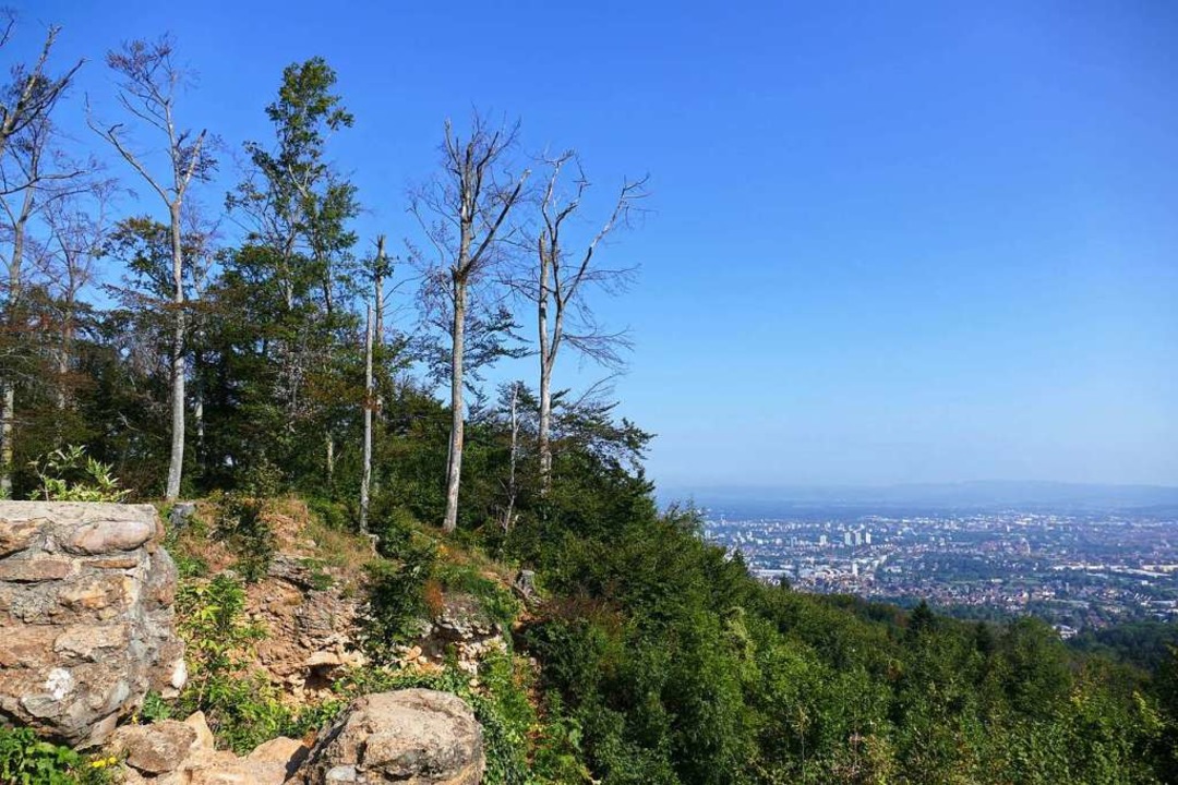 Hinter der Burgruine Schneeburg stehen die teils  drren Buchen.  | Foto: Anika Maldacker
