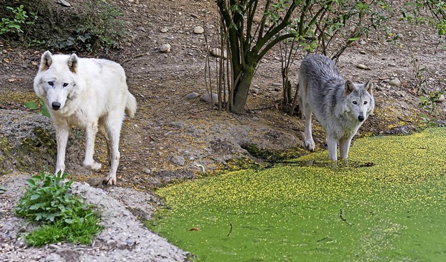 In die Wolfsanlage ziehen Biberratten.   | Foto: Zoo Basel (Torben Weber)