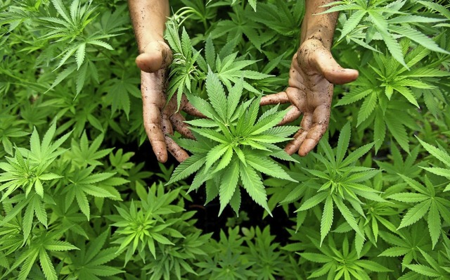 Hanf-Pflanzen einer Cannabis-Plantage.   | Foto: Abir Sultan/dpa