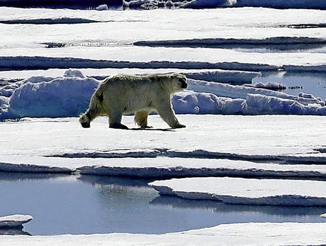 Was ein Eisbr mit der Klimaschutzwoch...sparcours im Landratsamt durchlaufen.   | Foto: David Goldman