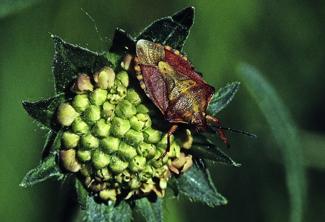   | Foto: Wilhelm Lieberwirth