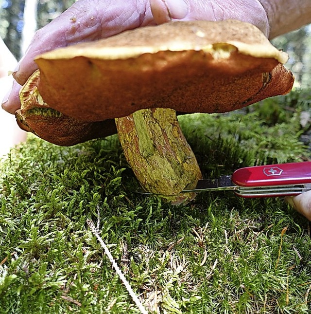 Hchstens ein Kilogramm Pilze drfen pro Person und Tag gesammelt werden.   | Foto: Martha Weishaar