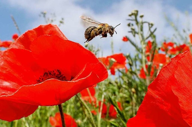 Eine Biene ist auf einer Wiese mit blhendem Klatschmohn  | Foto: Thomas Warnack (dpa)