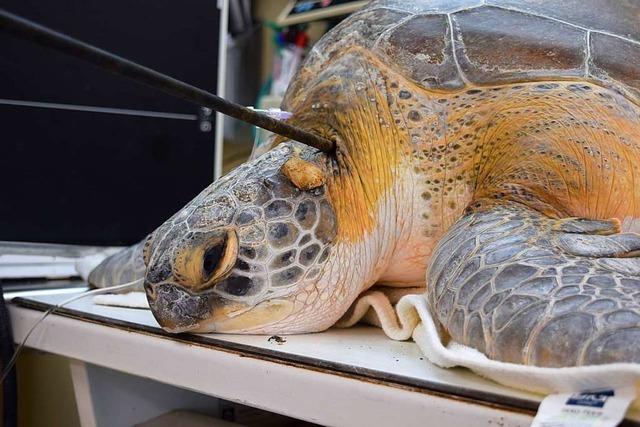 Tierklinik entfernt Speer aus Schildkröte in Florida