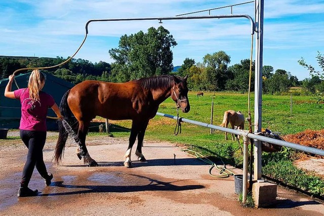 Auf der Wiese im Hintergrund soll der neue Reitplatz entstehen.  | Foto: Julius Wilhelm Steckmeister