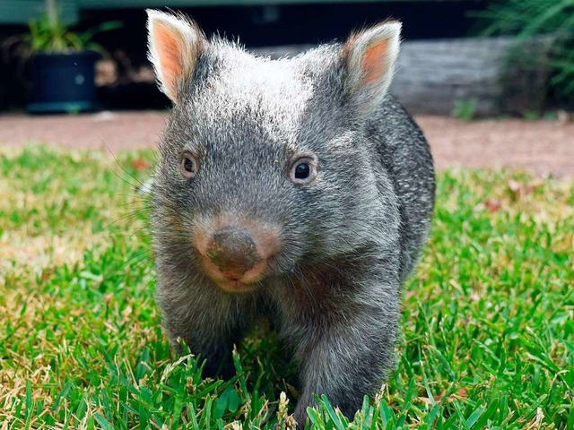 Wombats sind Beuteltiere und  leben in Australien.  | Foto: HANDOUT
