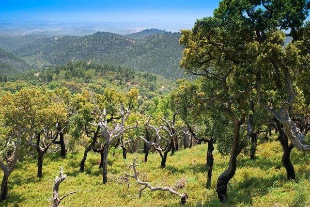 Das hügelige Hinterland Portugals bietet unberührte Natur