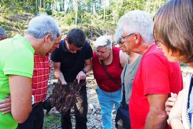 Rheinfelder Frster kapitulieren vor dem Borkenkfer und suchen langfristige Auswege