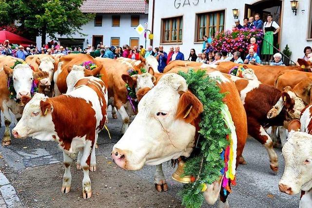 Kühe und Ziegen ziehen durchs Dorf – und dazu gibt’s Musik, Tanz und gutes Essen