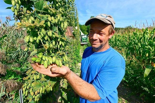 Opfinger Landwirt baut Hopfen an und sucht noch Mitstreiter