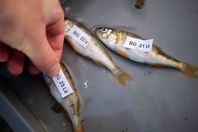 Fisch-Bestandsaufnahme im Bodensee  | Foto: Marijan Murat (dpa)