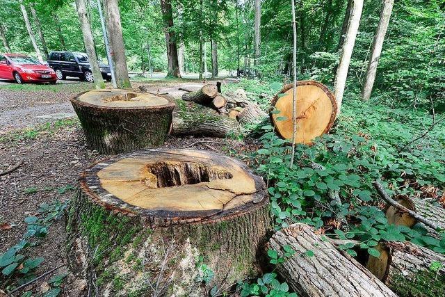 Freiburgs OB Martin Horn stoppt Fllung der 190 Bume am Keidel-Bad