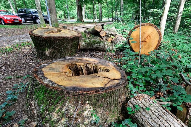 Im Mooswald am Keidel-Bad: Morsche Bume sind schon weg  | Foto: Ingo Schneider