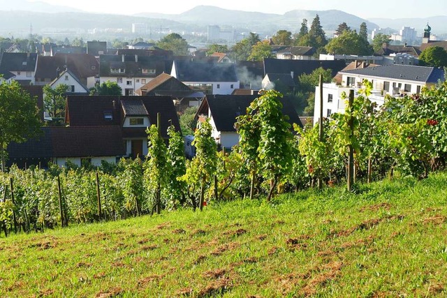 Herten als grter Ortsteil von Rheinf...en Dorfkern mit modernen Wohngebieten.  | Foto: Ingrid Bhm-Jacob