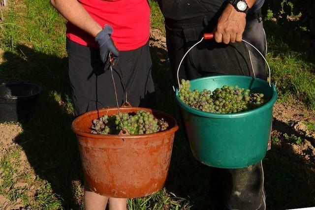 Hitze fhrt zu frher Weinlese am Batzenberg