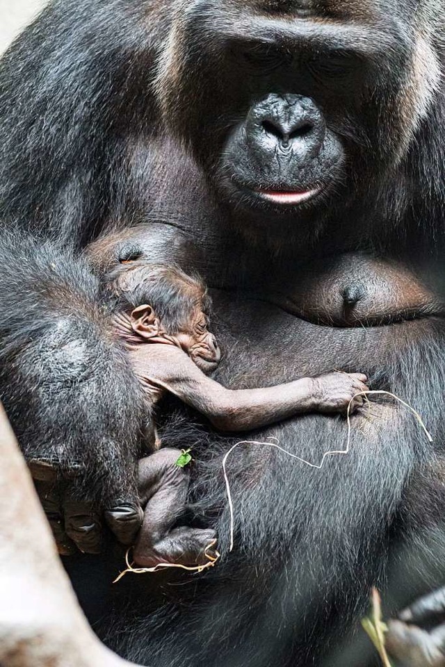Das Junge im Arm seiner Mutter  | Foto: Zoo Basel (Torben Weber)