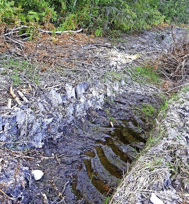 Tonnenschwere Forstmaschinen beschdig...nd Wasserspeicherfhigkeit des Waldes.  | Foto: Martha Weishaar