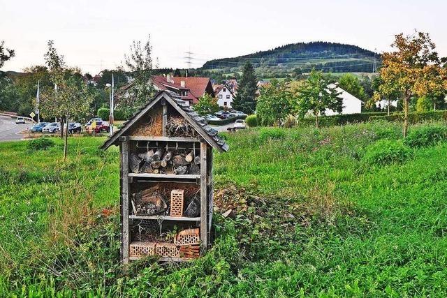 Wollbacher Ortschaftsrat will keine Bienenwiese schaffen