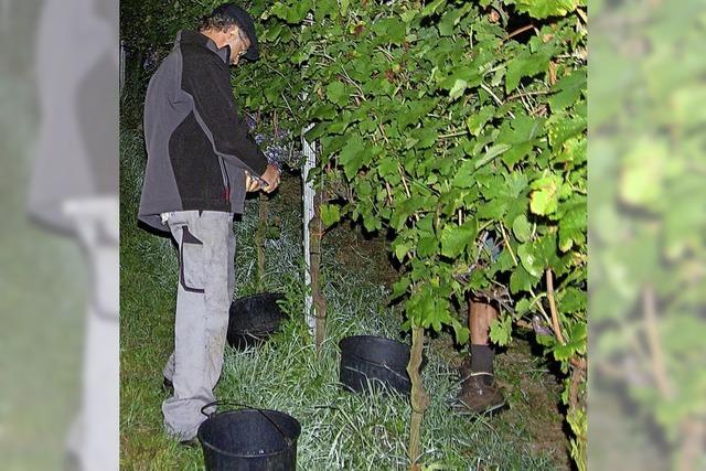 Weinlese bei Vollmond