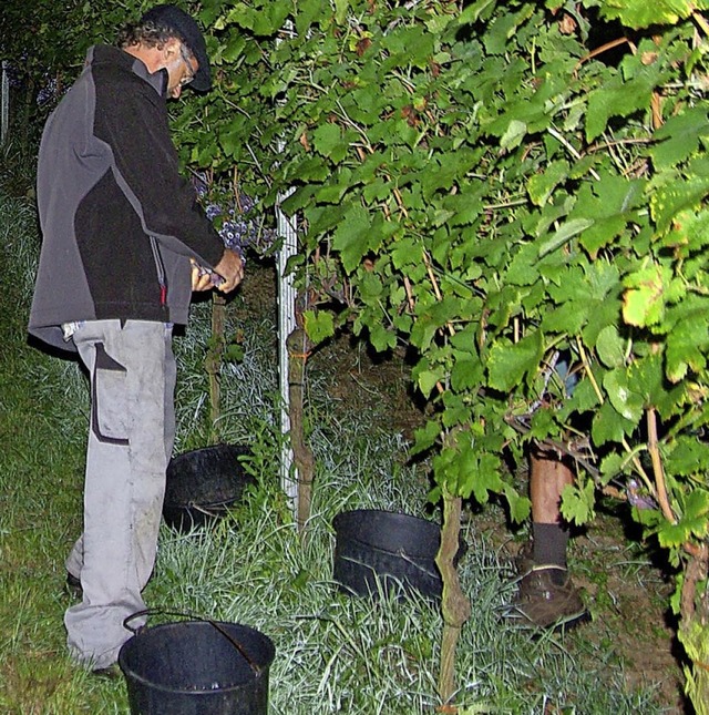 Weinlese im Vollmondschein  | Foto: Privat