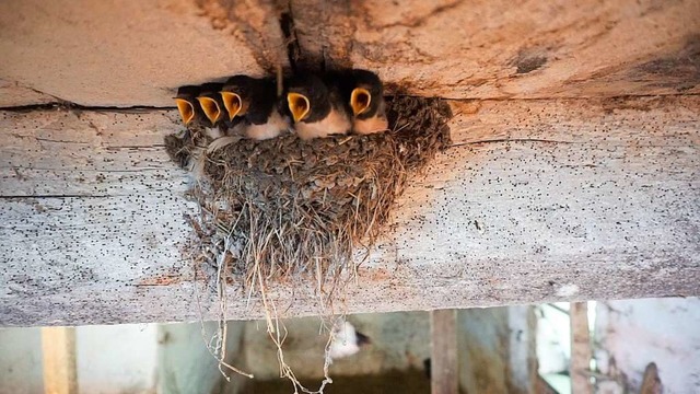 Schwalben willkommen, heit es auf dem...hr der Nachwuchs die Nester bevlkert.  | Foto: Martin Frenk