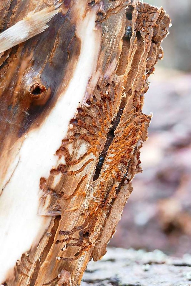 Auch im Bad Sckinger Stadtwald sind Bume von Kfern befallen.  | Foto: Tanja Bury