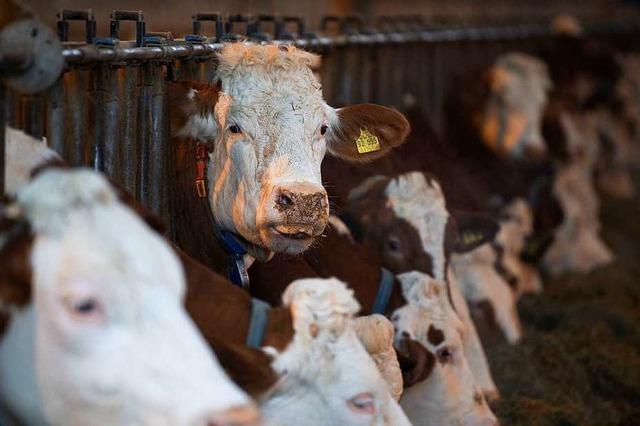 Landtags-Grüne wollen Emissionen aus Rinderhaltung reduzieren
