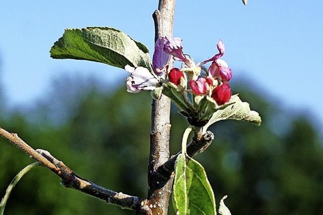 Apfelbaum blht im September