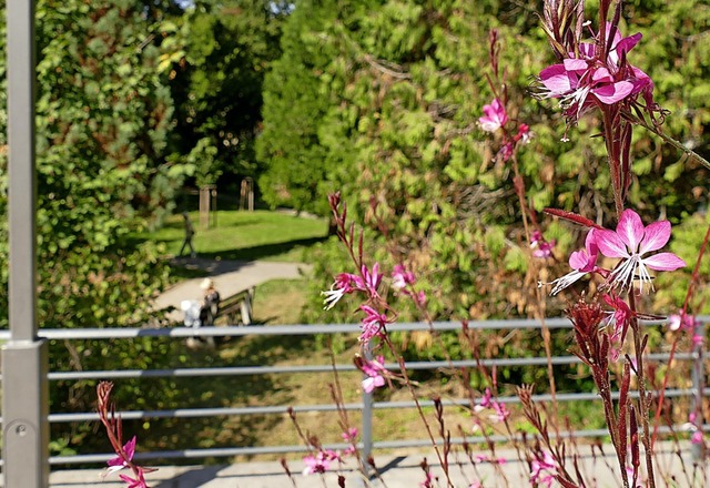 Auf der Nepomukbrcke blht es bereits...inter wird eine Blumenwiese angelegt.   | Foto: Frank Schoch