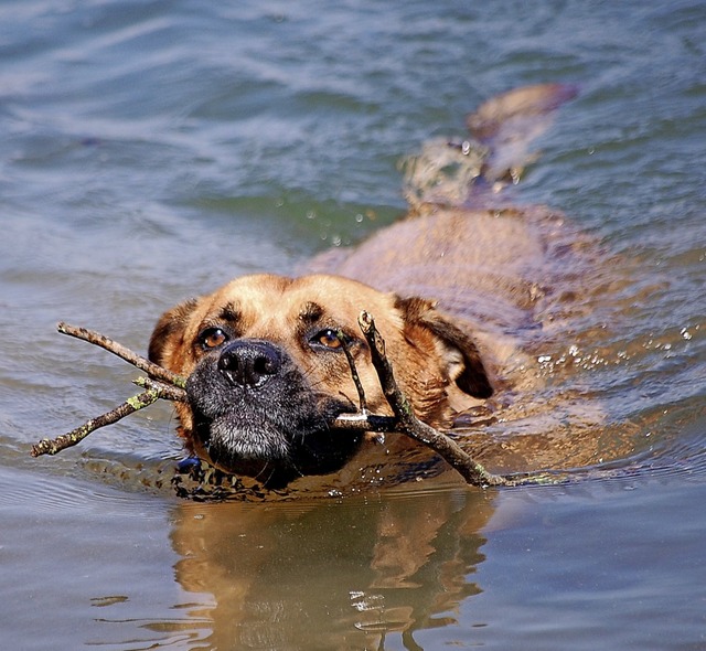 Chico, der Umweltschtzer beim tierisc...Verhltnis von Herr und Hund aussagt.   | Foto: Toni Uecker