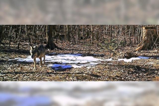 Noch keine Beweise fr Wolf im Kreis Waldshut