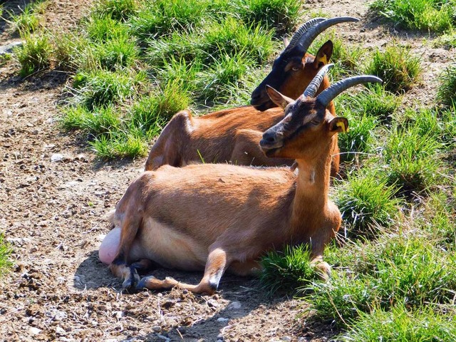 Die Tiere  drfen das Leben auf der Weide genieen.  | Foto: Andrea Drescher