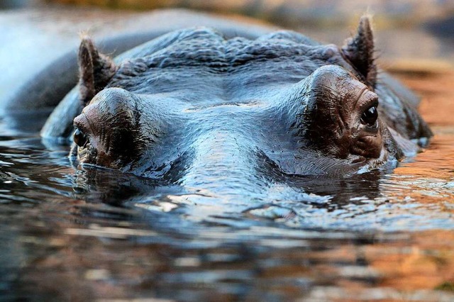 Auch ein Flusspferd braucht Wasser, um zu berleben.  | Foto: Maurizio Gambarini