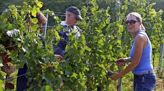 40 Helfer beteiligten sich an der Wein...logramm Sptburgunder geerntet wurden.  | Foto: Horst David