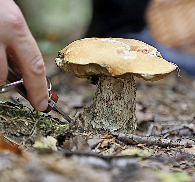 Um Pilze dreht sich am 29. September alles in Hornberg.  | Foto: Bodo Schackow (dpa)