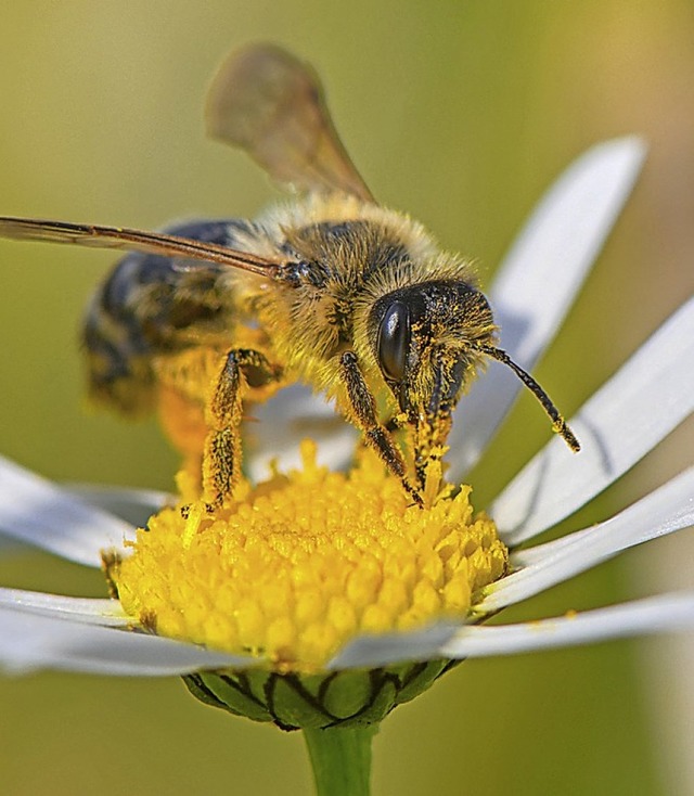 Das Thema &#8222;Bienen&#8220; sorgt fr hitzige Diskussionen.   | Foto: Patrick Pleul (dpa)