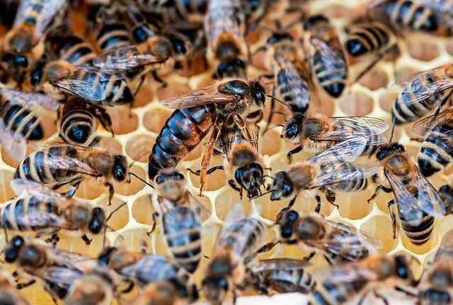 Es geht immer um die Knigin: Bienen  ...er Kommunikation mit ihrer Herrscherin  | Foto: Daniel Maurer