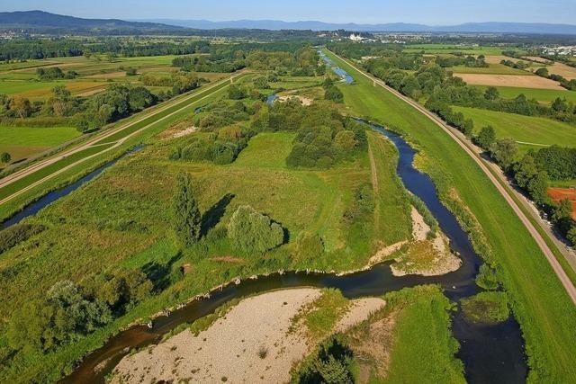 Lebensraum fr Rinder und Dohlen