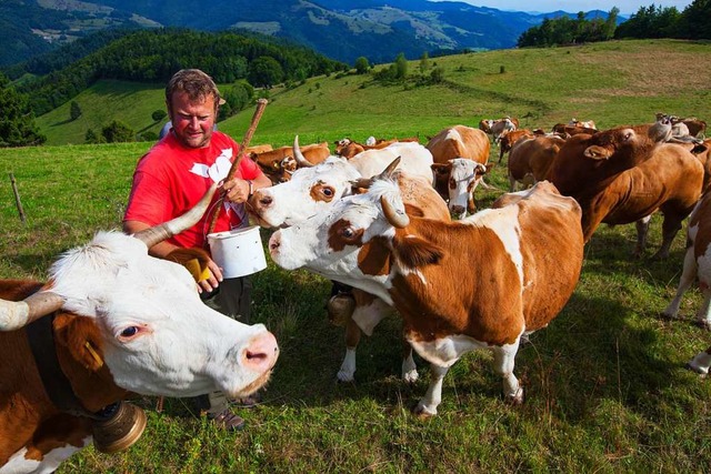 Manfred Knobel bei seinen Rindern am Belchen.  | Foto: Clemens Emmler (Biosphrengebiet Schwarzwald)