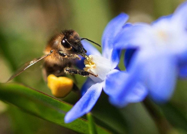 Eine Biene sammelt Pollen von einer Blte.  | Foto: Monika Skolimowska (dpa)