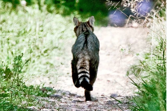 Diese Wildkatze hat Wolfgang Speer im ...nen dieser scheuen Ruber abzulichten.  | Foto: Wolfgang Speer