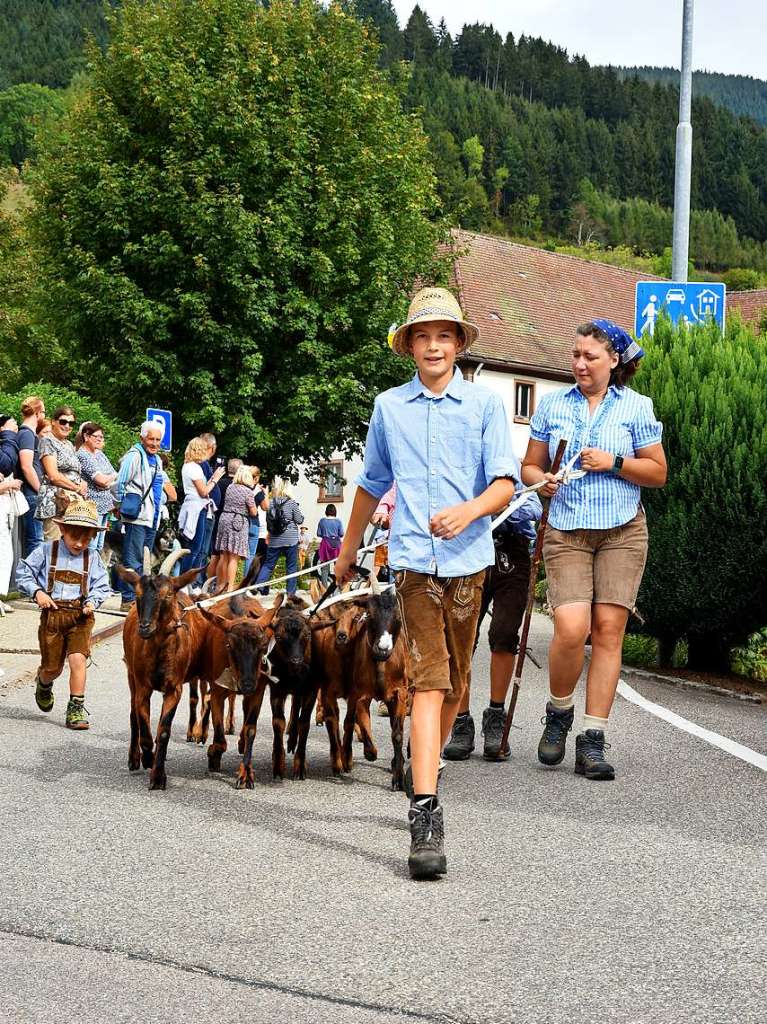 Almabtrieb – auch fr Ziegen