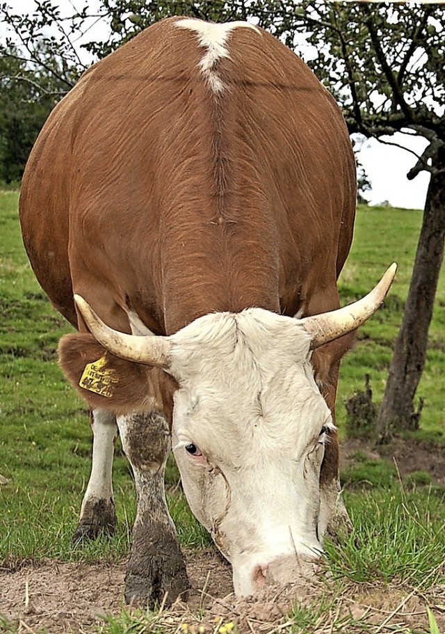 Rinder sollen knftig auf dem Langenhard weiden.   | Foto: Wolfgang Beck