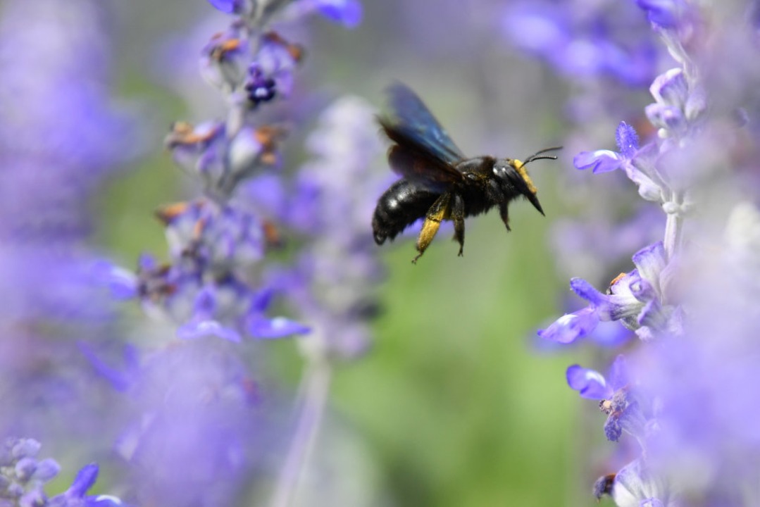 Wer stoppt das Insektensterben?  | Foto: Uwe Anspach