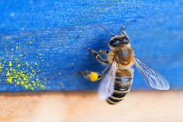 Eine Honigbiene mit einem gefllten Pollensack sitzt an einem Bienenstock.  | Foto: Sebastian Gollnow (dpa)